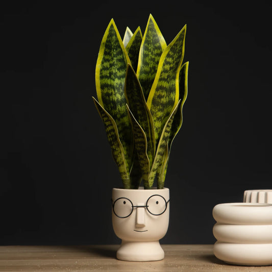 "32/37cm Artificial Sansevieria – Faux Tiger Fur Snake Plant for Home, Office & Balcony Decor"